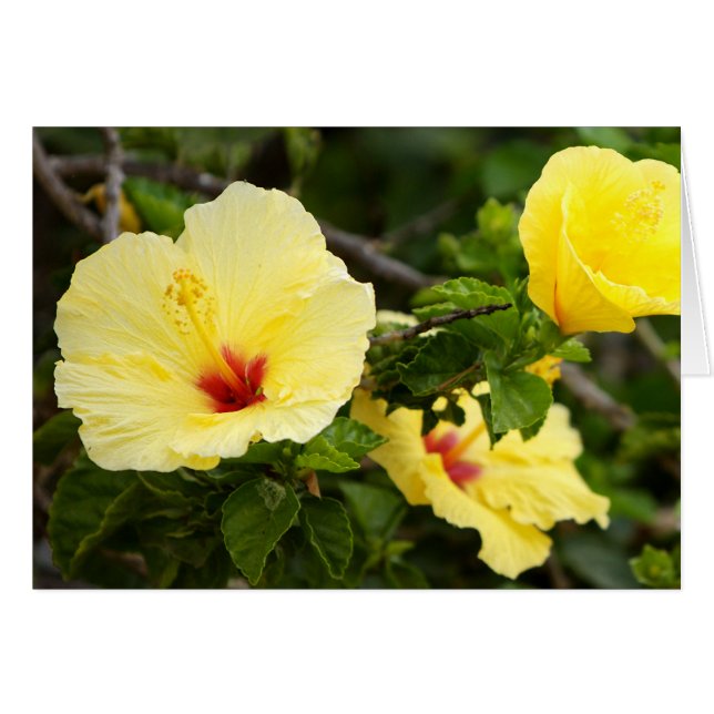 Sanibel (Vorderseite (Horizontal))