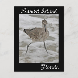 Sanibel Island Sandpiper Postcard Postkarte