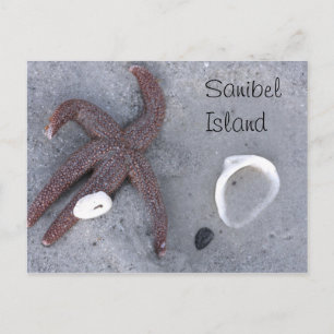 Sanibel Island Starfish and Muschel Postcard Postkarte