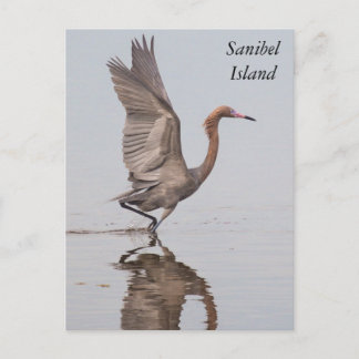 Sanibel Reddish Egret Postcard Postkarte