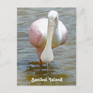 Sanibel Roseate Spoonbill Postcard Postkarte