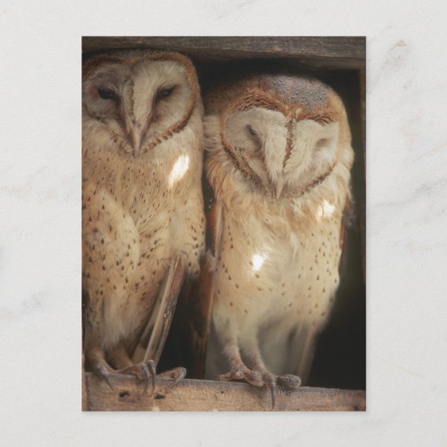 Sansibar, Tansania, Ostafrika Postkarte (Vorderseite)