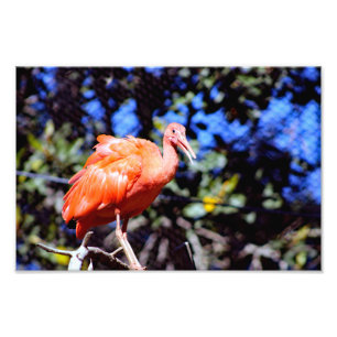 Santa-Ana-Zoo Fotodruck