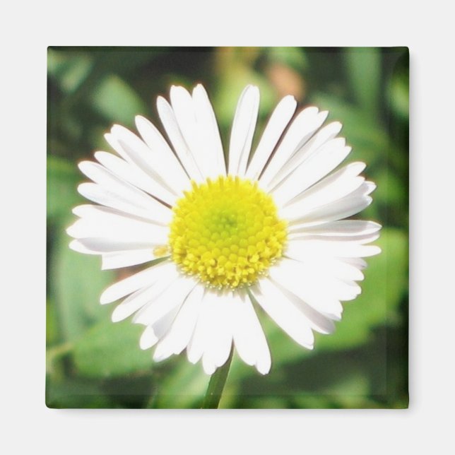 Santa Barbara Daisy Magnet (Vorne)