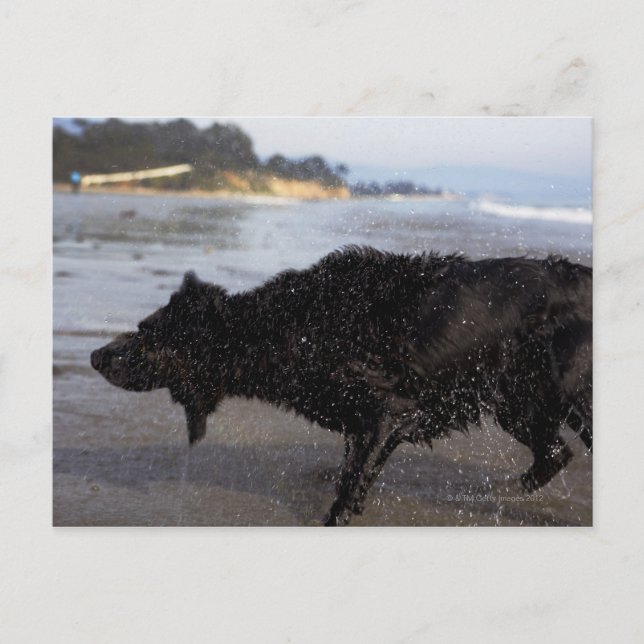 Santa Barbara, Kalifornien, USA Postkarte (Vorderseite)