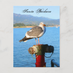 Santa Barbara Seagull Postkarte