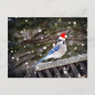 Santa Blue Jay Feiertagspostkarte
