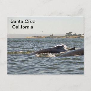 Santa Cruz, CA Humpbacks im Lighthouse Postcard Postkarte