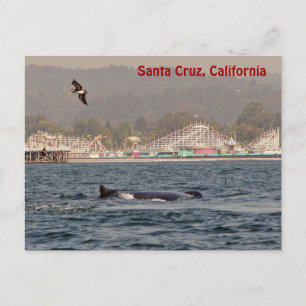 Santa Cruz, California Humpback Whale Postcard Postkarte