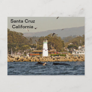 Santa Cruz, California Humpback Whales Postcard Postkarte