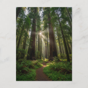 Santa Cruz California Redwood Bäume Postkarte