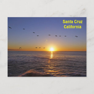 Santa Cruz Pelicans bei Sonnenaufgang Postkarte