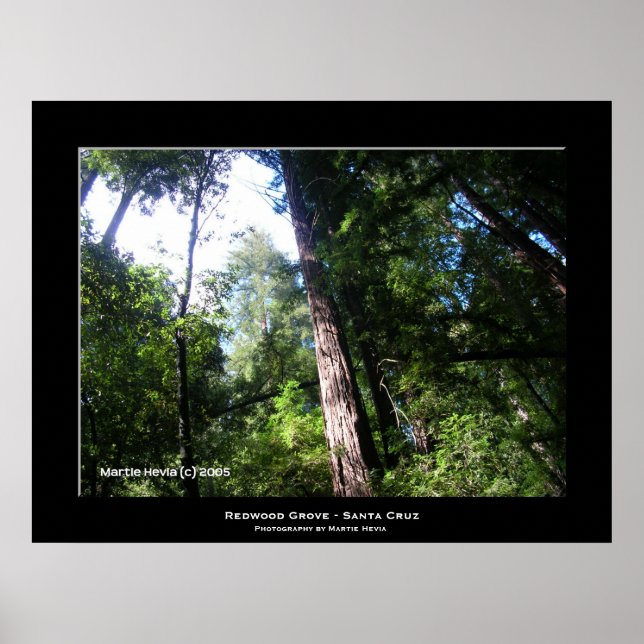 "Santa Cruz Redwoods" Poster (Vorne)