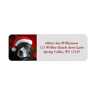 Santa Dog Labrador/Rott Mix mit Pointsettia