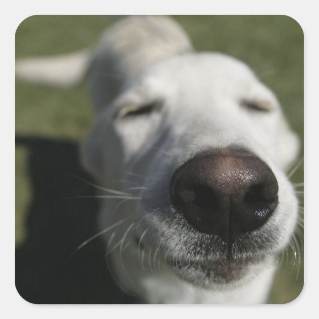 Santa Fe, New Mexico Quadratischer Aufkleber (Vorderseite)