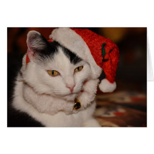 Santa Kitty   Schwarze und weiße Katze