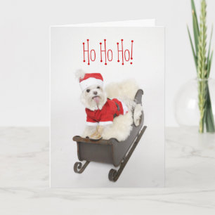 Santa Maltese Puppy on Sleigh Weihnachten