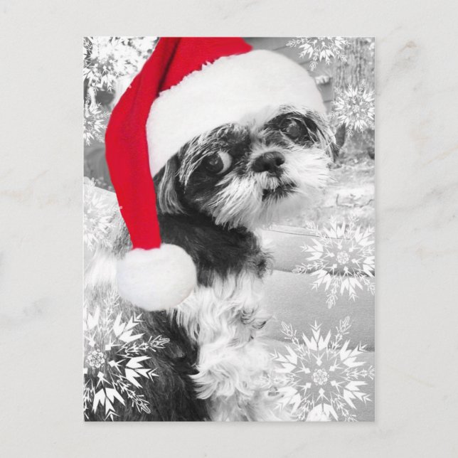 Santa Shih Tzu Girl Postcard Postkarte (Vorderseite)
