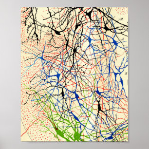 Santiago Ramón Y Cajal Nervenzellen Poster