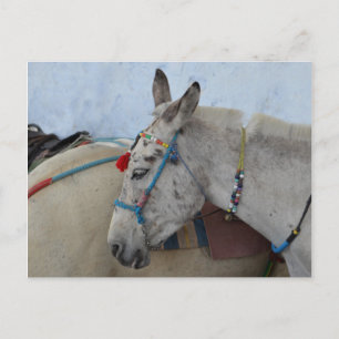 Santorini Donkey Postcard Postkarte