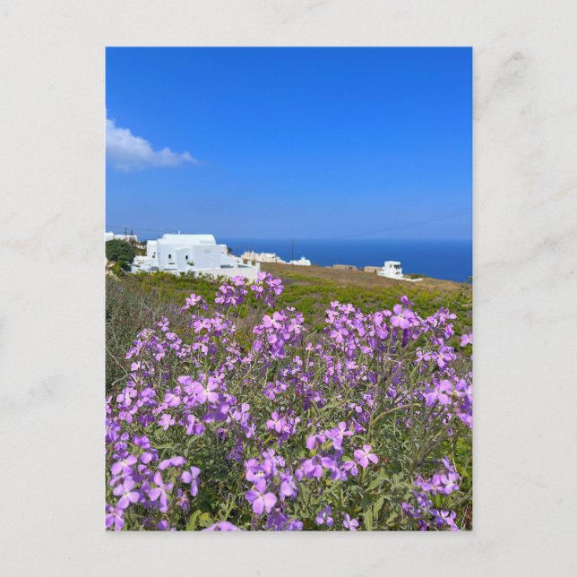 Santorini Griechenland Weißes Gebäude Lila Blume Postkarte (Vorderseite)