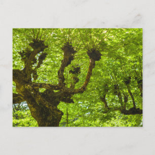 São Miguel Insel Postkarte