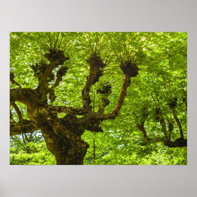 Sao Miguel Island Poster (Vorne)