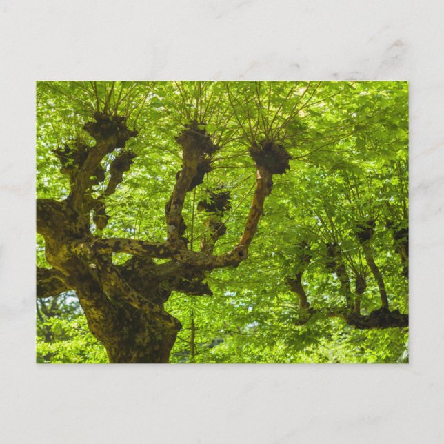 Sao Miguel Island Postkarte (Vorderseite)