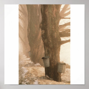 Sap Buckets, Underhill, VT Poster