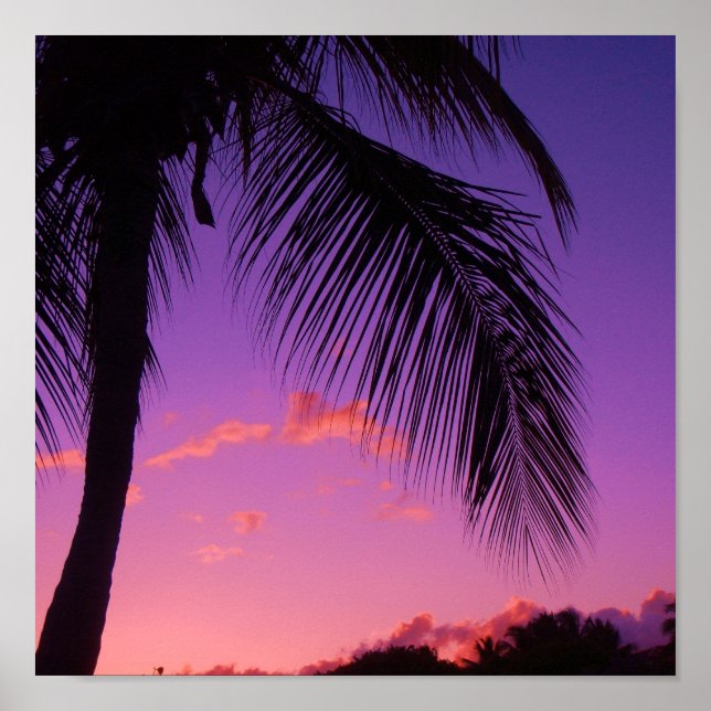 Saphipalme Poster (Vorne)