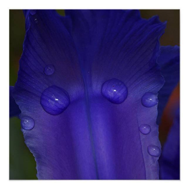 Saphir-Iris-Wandkunst | Botanischer Makro-Dekor Poster (Vorderseite)