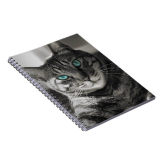 Saphir-Seele Stiller-Blick-Tabby-Katzenporträt Spi Notizblock