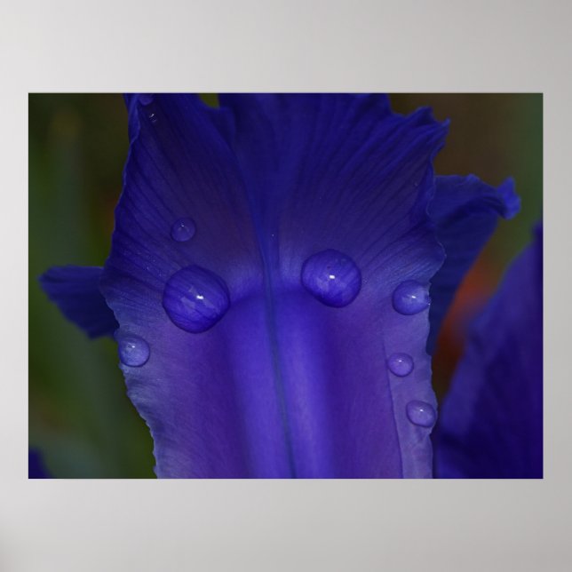 Saphir Serenity Poster (Vorne)