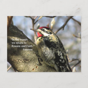 Sapsucker Postkarte