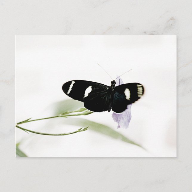 Sara Postcard Postkarte (Vorderseite)