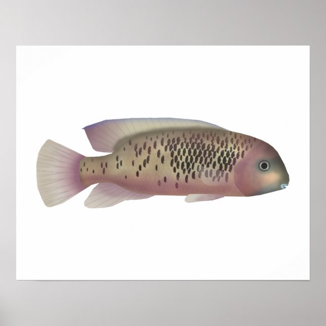 Sarabia cichlid poster (Vorne)