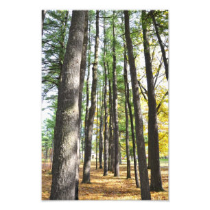 Saratoga Wellness-Center-Staats-Park-Kiefern Fotodruck