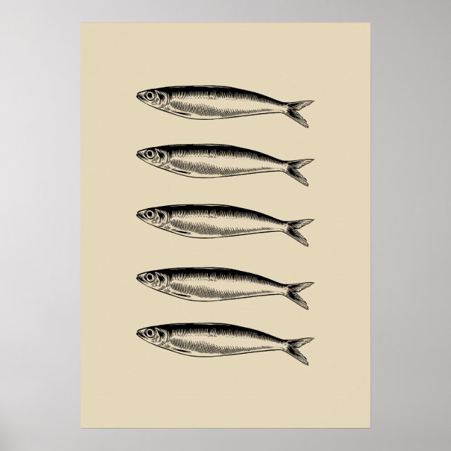 Sardinen Fisch Poster (Vorne)
