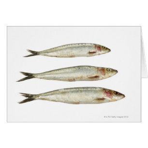 Sardinen (Pilchards) 2