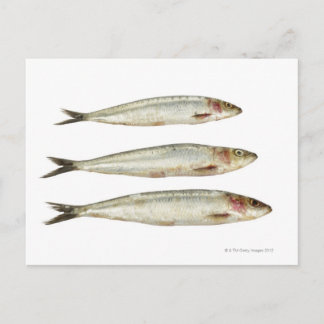 Sardinen (Pilchards) 2 Postkarte