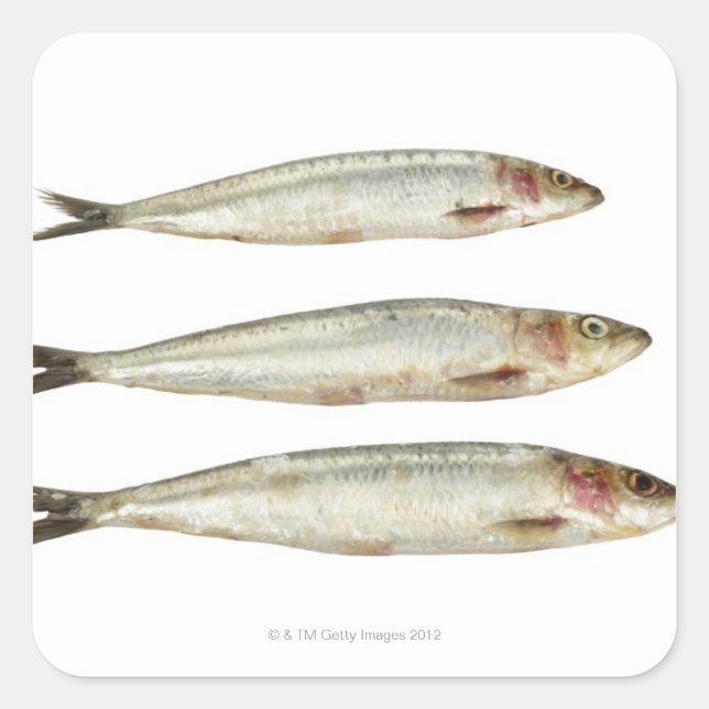 Sardinen (Pilchards) 2 Quadratischer Aufkleber (Vorderseite)