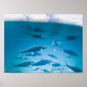 Sardinen schwimmen im klaren, blauen Wasser Poster