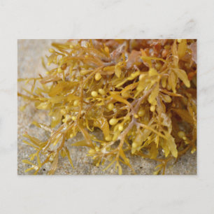 Sargasso-Algen aus Narrowleaf am Sandstrand Postkarte