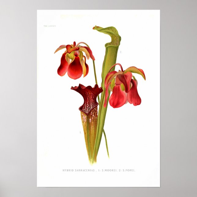Sarracenia-Hybriden Poster (Vorne)