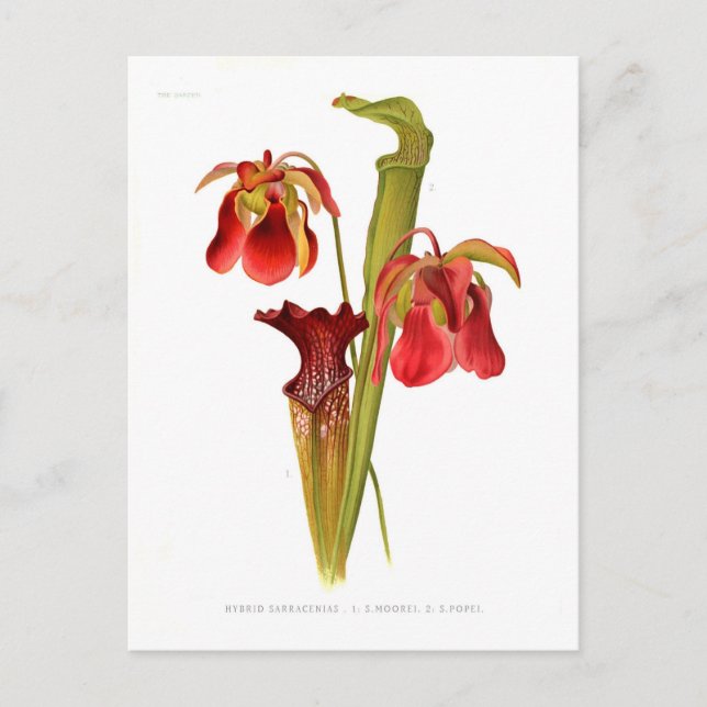 Sarracenia-Hybriden Postkarte (Vorderseite)