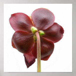 Sarracenia purpurea Pitcher Pflanze Blume Poster