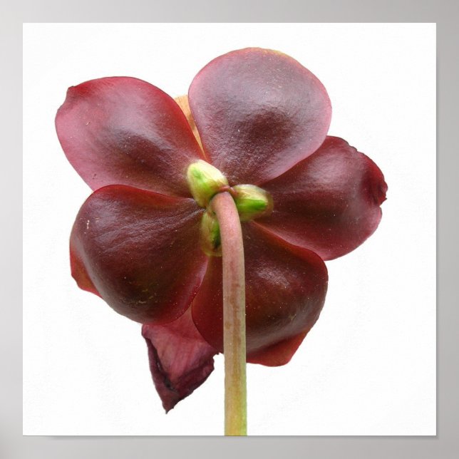 Sarracenia purpurea Pitcher Pflanze Blume Poster (Vorne)