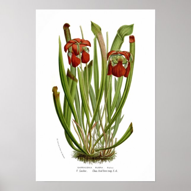 Sarracenia rubra poster (Vorne)
