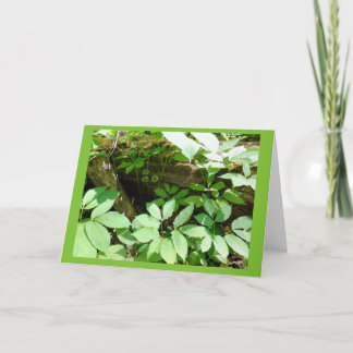 Sarsasparilla in der Waldraum-Anmerkungs-Karte Karte