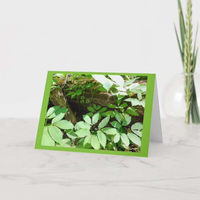 Sarsasparilla in der Waldraum-Anmerkungs-Karte Karte (Vorderseite)